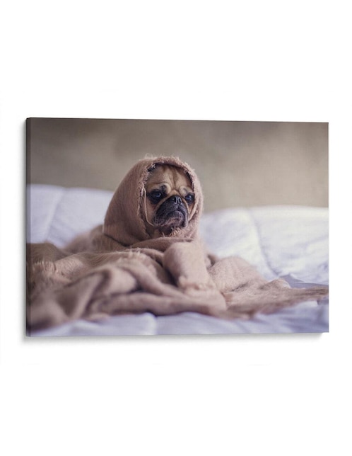 Litografía Pug Encobijado técnica Impresión 1