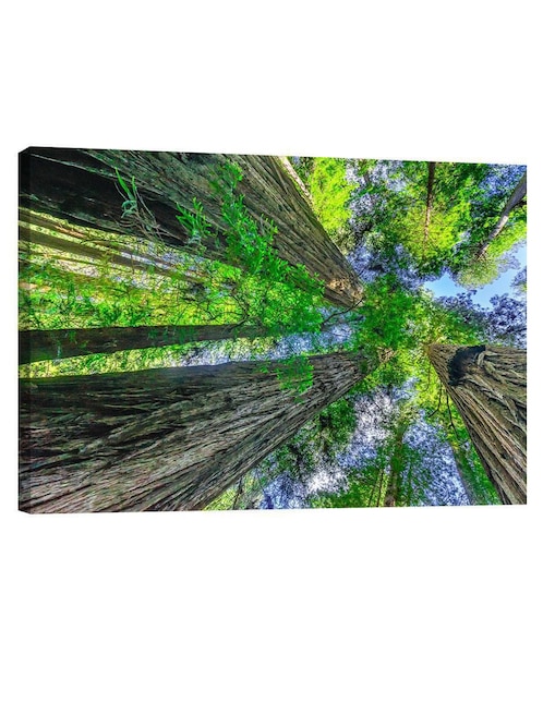 Cuadro decorativo Naturaleza Bosque Arboles 1