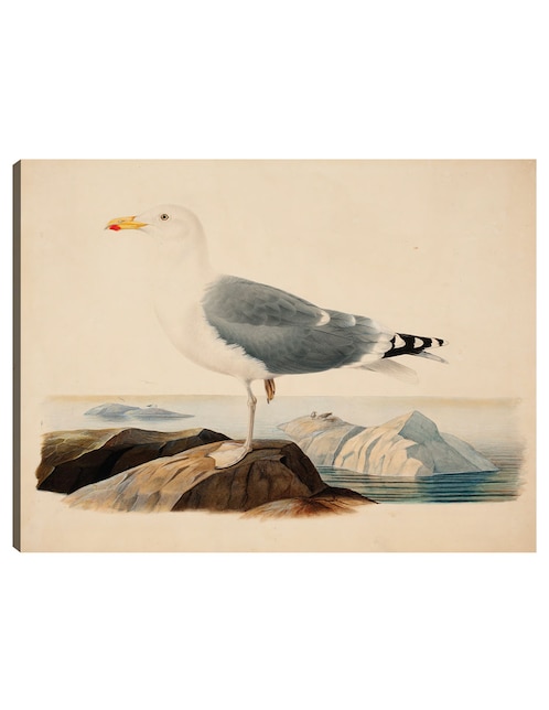 Cuadro decorativo Gaviota argéntea europea (1839) técnica mixta Aves Silvestres 1