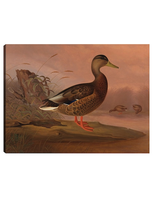 Cuadro decorativo Ánade real (1848) técnica mixta Aves Silvestres 1