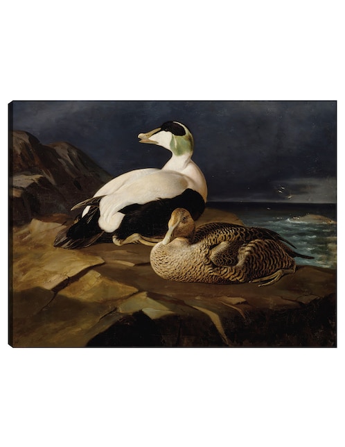 Cuadro decorativo Par de eiders comunes sobre una roca (1869) técnica mixta Cuadros Jr Aves Silvestres