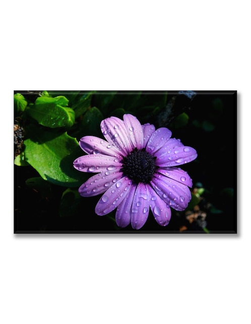 Cuadro decorativo flor morada 1