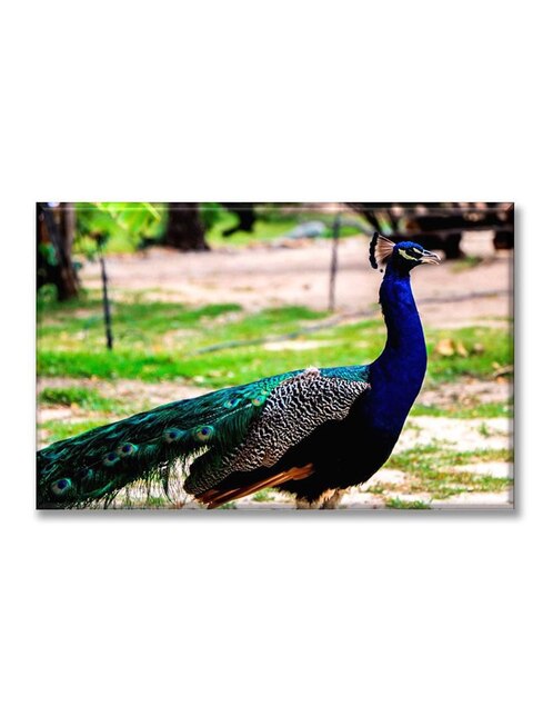 Cuadro decorativo Industria Gráfica Ciento 23 Pavo Real