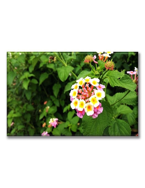 Cuadro decorativo Industria Grafica Ciento 23 lantanas