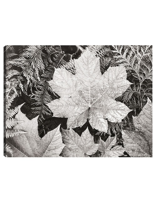 PSD Parque Nacional Glacier Bay, Modelos PSD Grátis De Alta Qualidade