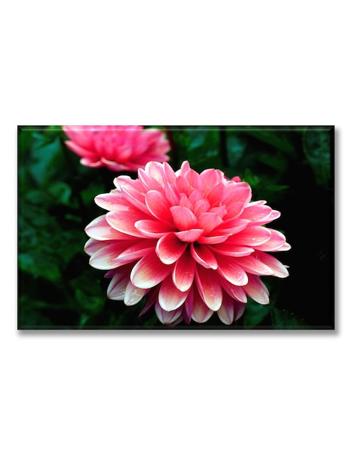 Cuadro decorativo dalia rosada 1