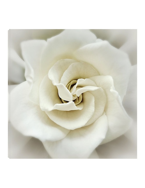 Cuadro decorativo Gardenia desteñida técnica mixta Floración 1