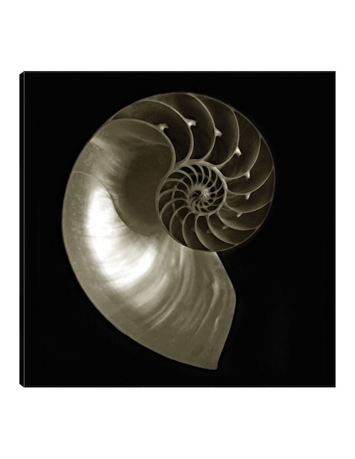 Cuadro decorativo Nautilo sobre negro técnica mixta Animales Marinos 1