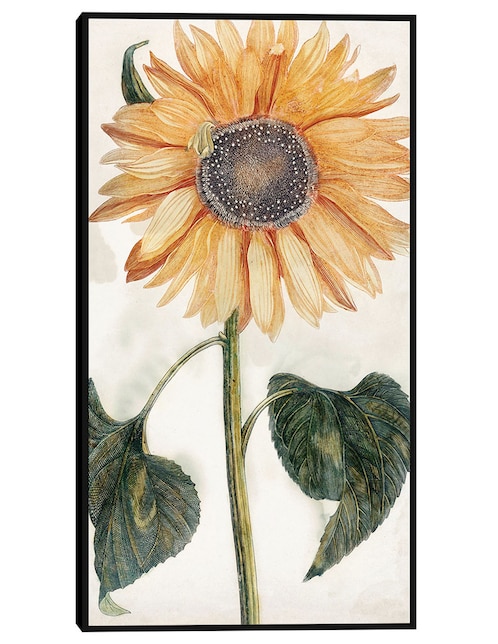Cuadro decorativo Girasol (1688-1698) técnica mixta Girasoles 1