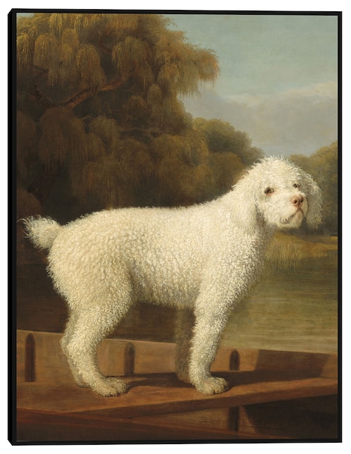 Cuadro decorativo Caniche blanco en una batea, c. 1780 técnica mixta Animales Domésticos 1