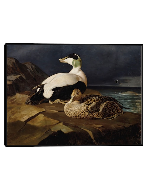 Cuadro decorativo Ánade Real (1848) técnica mixta Inspiración 1