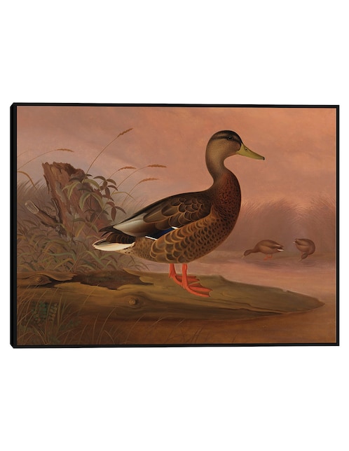 Cuadro decorativo Flamencos Rojos, Estudio Para El Libro Ocultar La Coloración En El Reino Animal (Ca. 1905-1909) técnica mixta Animales Domésticos 1