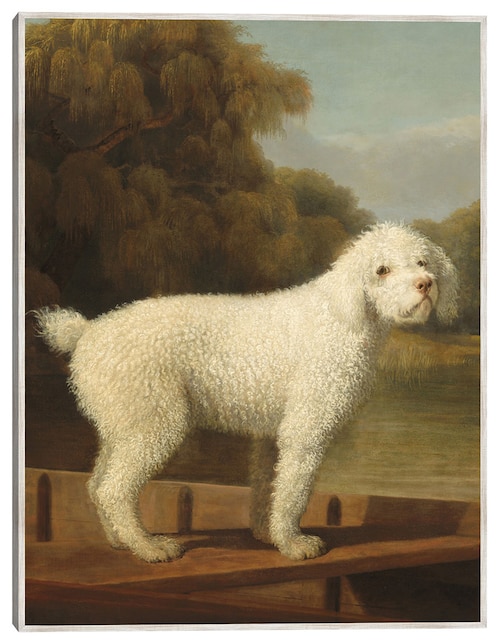 Cuadro decorativo Caniche Blanco En Una Batea, C. 1780 técnica mixta Cuadros Jr Animales Domésticos