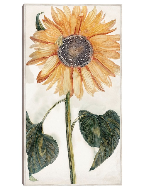 Cuadro decorativo Girasol (1688-1698) técnica mixta Girasoles 1