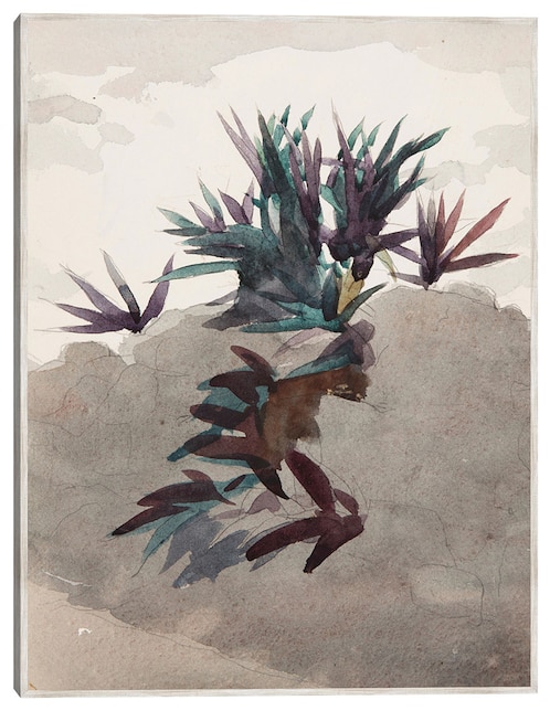 Cuadro decorativo Ladera Con Macizos de Maguey (1898-1899) técnica mixta Cuadros Jr Formas