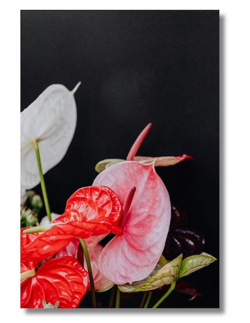 Cuadro decorativo Generica Planta Anturio