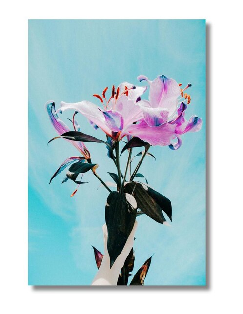 Cuadro decorativo Generica Planta Lirio Cósmico
