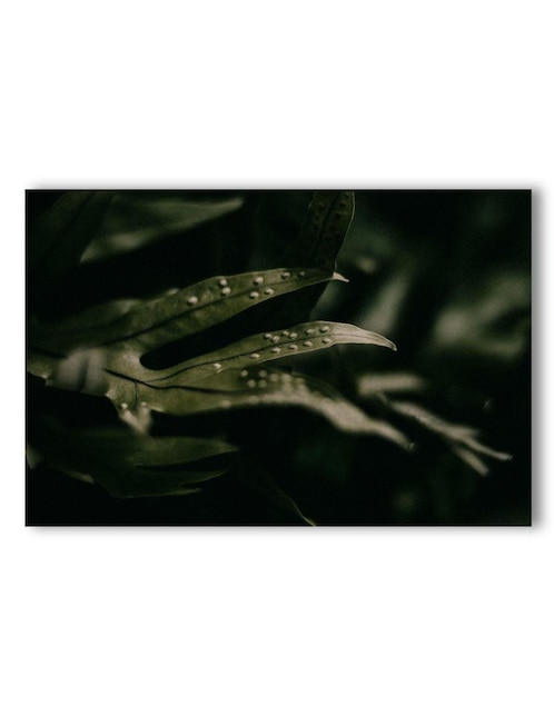 Cuadro decorativo Generica Planta Helecho