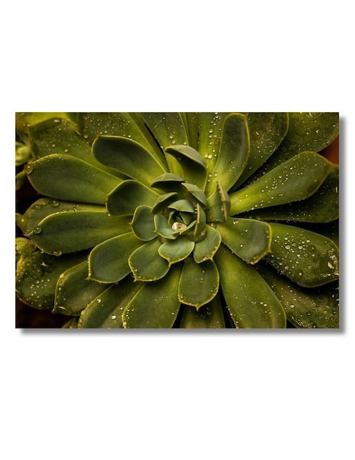 Cuadro decorativo Generica Planta Suculenta