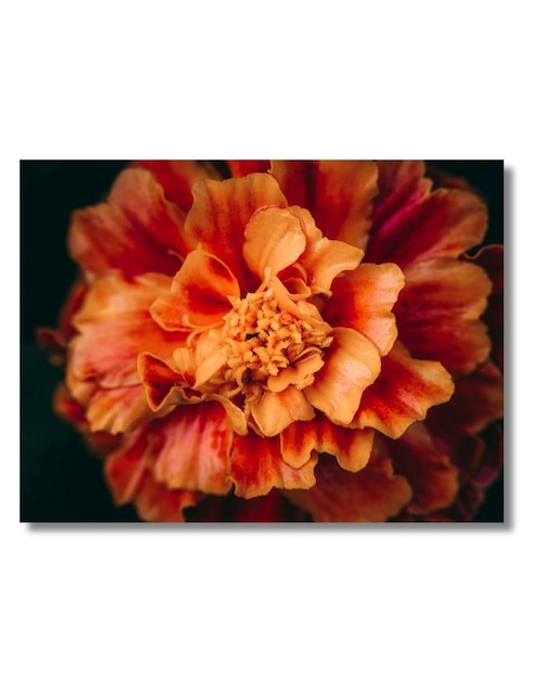 Cuadro decorativo Generica Planta clavel de indias