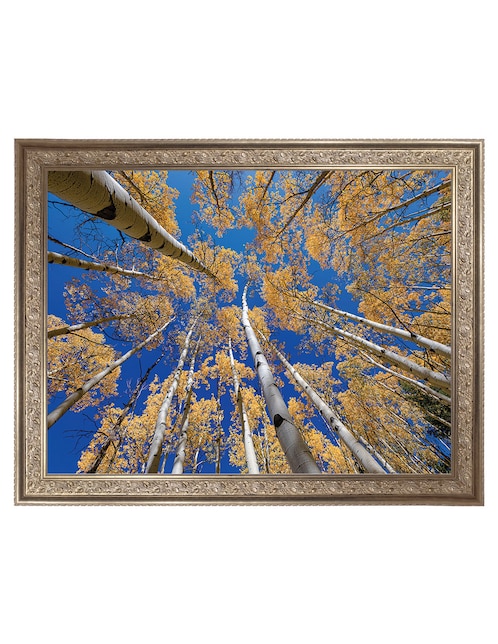 Cuadro decorativo Bosque blanco de álamos de Andy Crawford técnica mixta Cuadros Jr