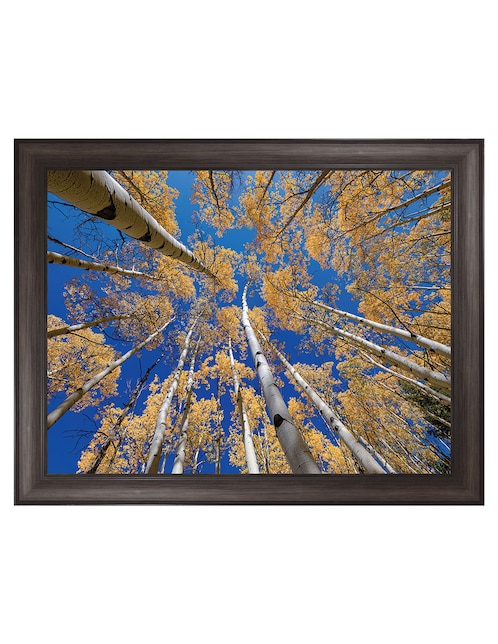 Cuadro decorativo Bosque blanco de álamos de Andy Crawford técnica mixta Cuadros Jr