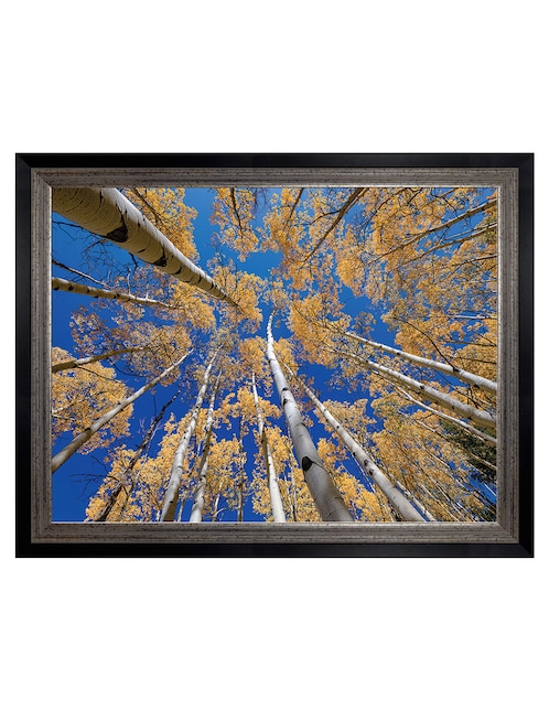 Cuadro decorativo Bosque blanco de álamos de Andy Crawford técnica mixta 1