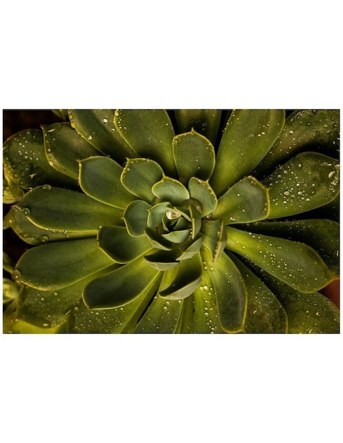 Cuadro decorativo Generica Planta Suculenta