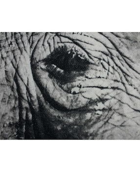 Fotografía Un Toque Francés Beso Elefante