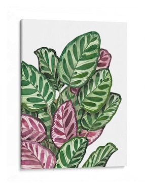 Litografía Canvas Lab Calathea Makoyana técnica Impresión