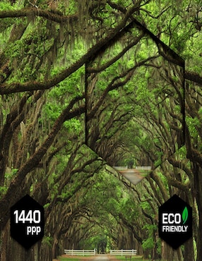 Cuadro Decorativo CanvasNaturaleza Antiguo Y Vereda Rectangular