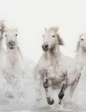 Pintura Caballos blancos técnica mixta Cuadros Jr Animales