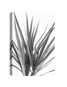 Pintura Dracaena negra técnica mixta Cuadros Jr Fotografía