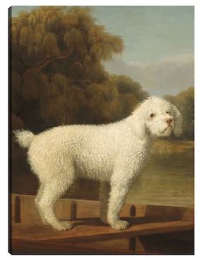 Cuadro Decorativo Caniche Blanco En Una Batea, C. 1780 Técnica Mixta Cuadros Jr Animales Domésticos