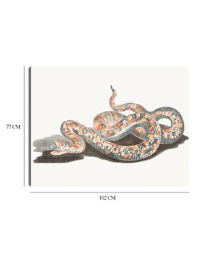 Cuadro decorativo Una serpiente técnica mixta Cuadros Jr Reptiles