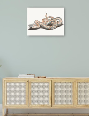 Cuadro decorativo Una serpiente técnica mixta Cuadros Jr Reptiles
