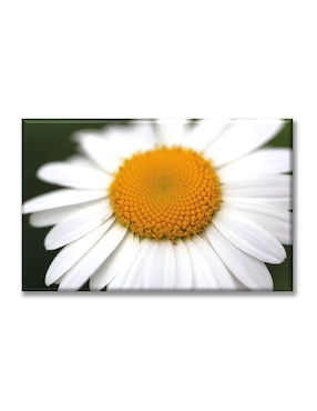 Cuadro decorativo Industria Grafica Ciento 23 Margarita blanca