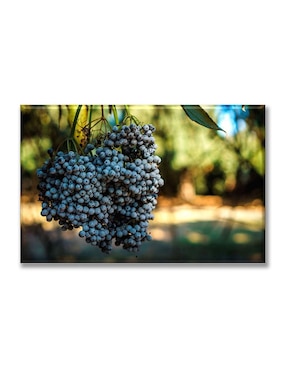 Cuadro Decorativo Industria Gráfica Ciento 23 Cosecha De Uvas