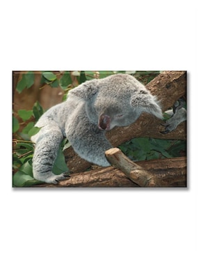Cuadro decorativo Industria Grafica Ciento 23 Koala durmiendo
