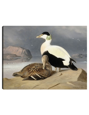 Cuadro decorativo Kaksi Haahkaa (1867) técnica mixta Cuadros Jr Aves Silvestres