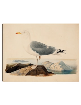 Cuadro decorativo Gaviota argéntea europea (1839) técnica mixta Cuadros Jr Aves Silvestres