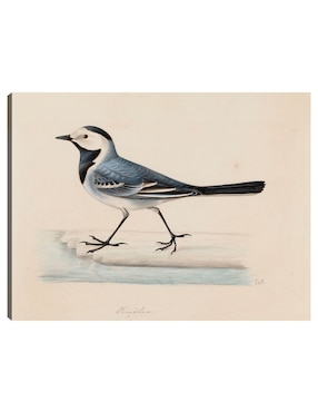 Cuadro decorativo Lavandera blanca técnica mixta Cuadros Jr Aves Silvestres