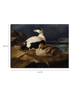 Cuadro decorativo Par de eiders comunes sobre una roca (1869) técnica mixta Cuadros Jr Aves Silvestres