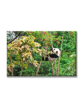 Cuadro Decorativo Industria Gráfica Ciento 23 Bebé Panda Comiendo