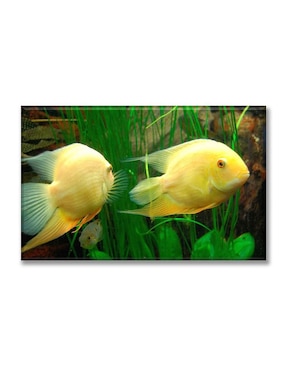 Cuadro Decorativo Industria Gráfica Ciento 23 Peces Exóticos