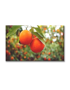 Cuadro Decorativo Industria Gráfica Ciento 23 Cosecha De Naranjas