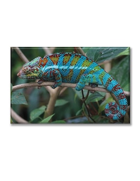 Cuadro decorativo Industria Grafica Ciento 23 pixtreats reptil de la fauna silvestre