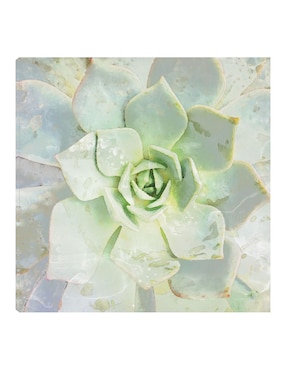 Cuadro decorativo Belleza de las suculentas técnica mixta Cuadros Jr Floración