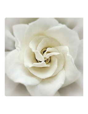 Cuadro decorativo Gardenia desteñida técnica mixta Cuadros Jr Floración