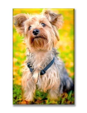 Cuadro decorativo Industria Grafica Ciento 23 yorkshire terrier
